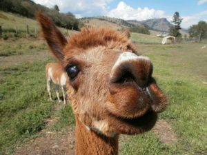 Karen's Alpacas | Photo by Denise Perrault Simonetti